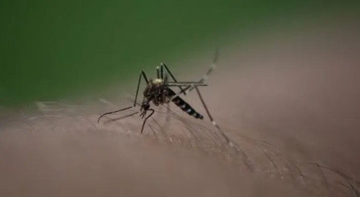 Confirman 4.356 casos de chikungunya en América Latina