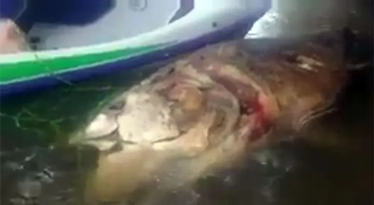 Un "monstruo" marino aparece en un río en Inglaterra