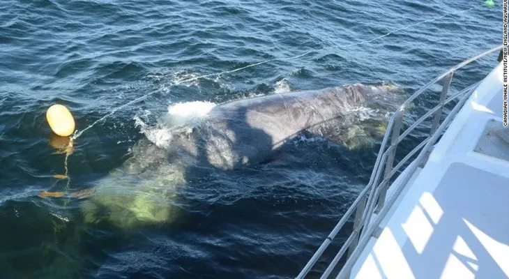 Muere un pescador canadiense cuando rescataba a una ballena