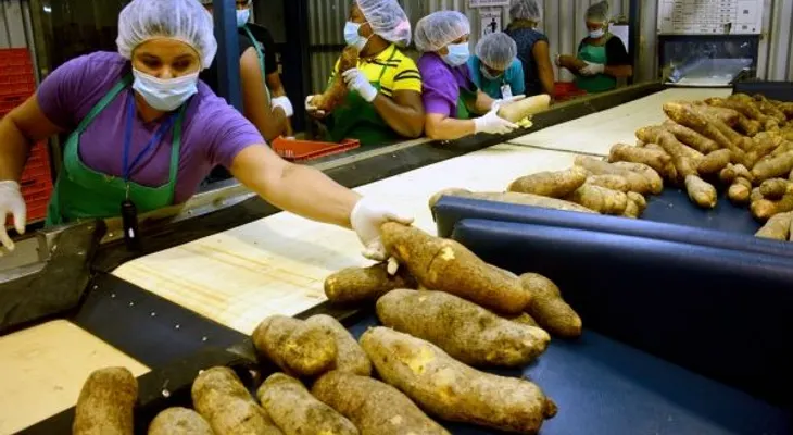 Exportan ñame a Canadá