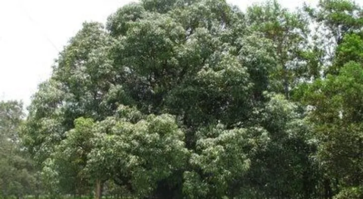Muere Domingo Rivas Gil, al caer de mata de mango 