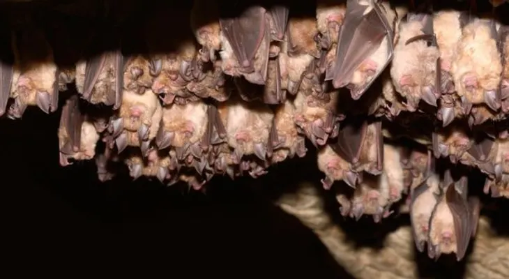 El murciélago vampiro que está chupando sangre humana