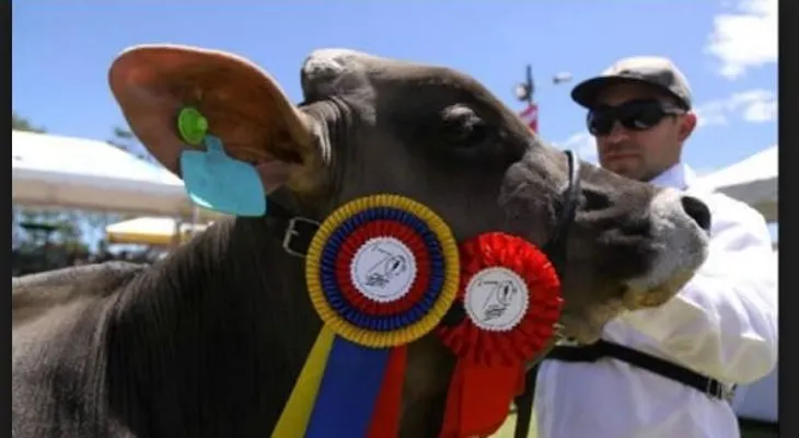 Vaca lechera de 27 meses La Suprema de la Feria
