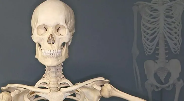 Científicos rusos crean huesos artificiales que no son rechazados por el cuerpo 