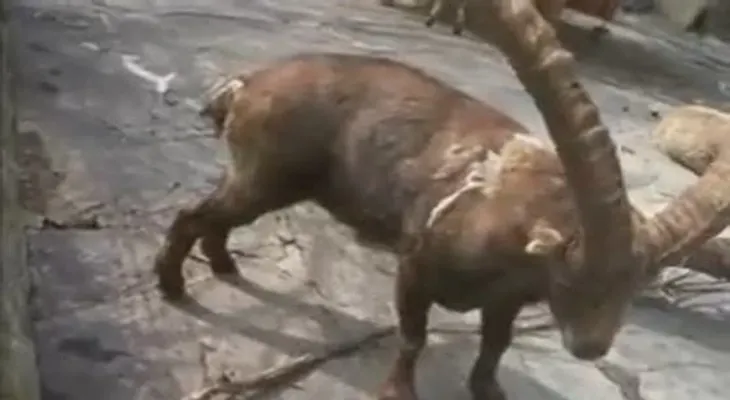 Linchan a un hombre que se robó un chivo en La Romana