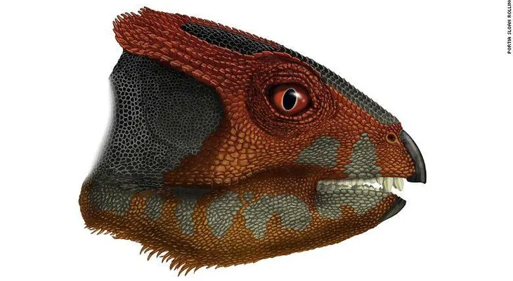 Descubren nuevos fósiles de dinosaurio en China relacionados con triceratops