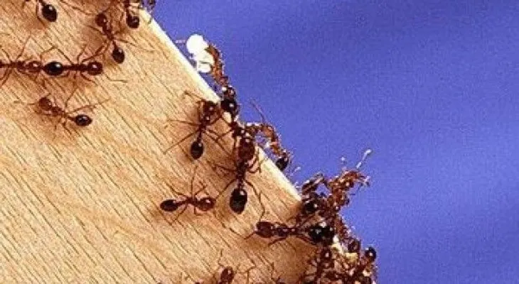 Torturan con hormigas venenosas a dos ladrones en Bolivia 