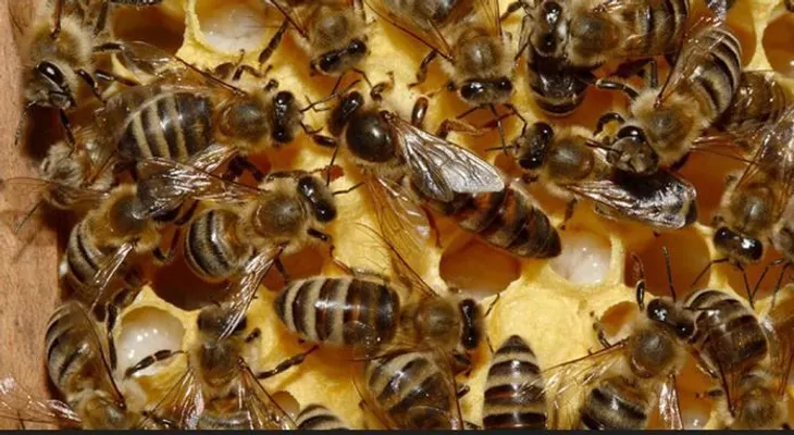  RD exporta a Estados Unidos la mitad de su producción de miel