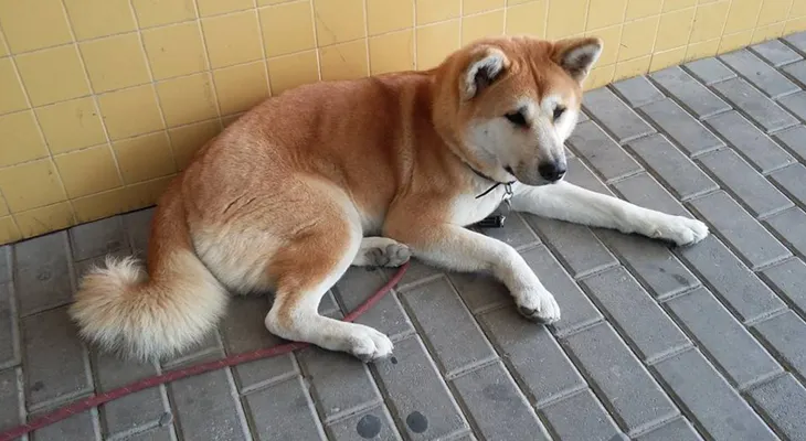 Una perrita permanece varios días en la puerta del hospital donde ingresaron a su dueña