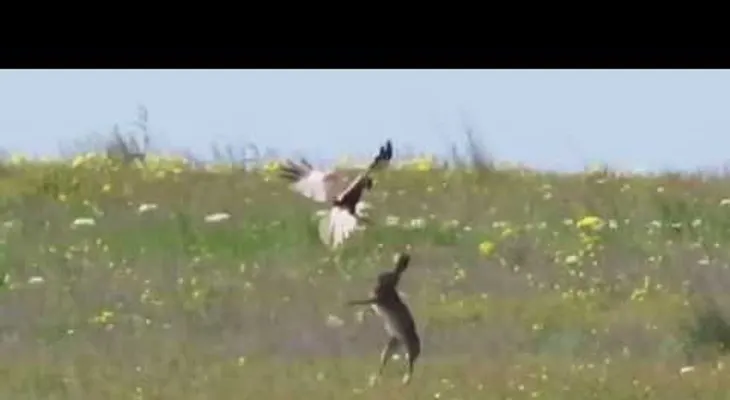 Una liebre rusa y un halcón se enfrentan en una "salvaje" batalla