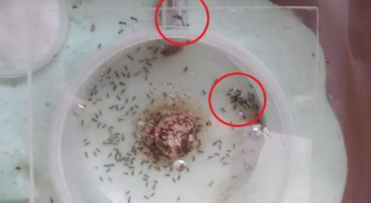 Lo coloqué a las 7:30 y a las 8:30 PM no había 1 sola mosca, mosquito ni cucaracha! 