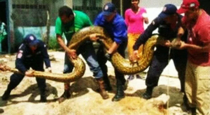 Hallan serpiente anaconda de 6 metros en inundaciones de Guasdualito