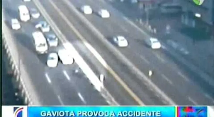 Un herido y 9 carros chocados por accidente provocado por gaviota