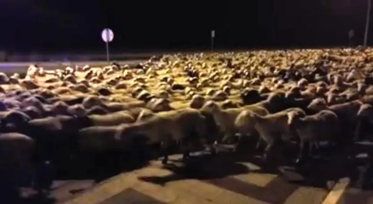 España: Mil ovejas se van de paseo y colapsan una ciudad al quedarse dormido su pastor 