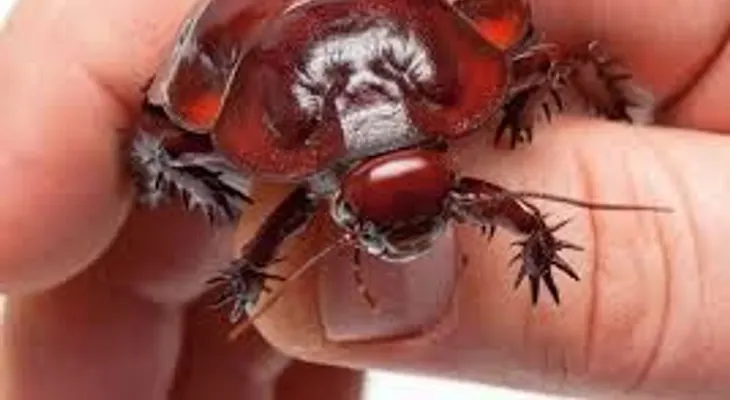 Acabé con las cucarachas de mi hogar en minutos: Solo le rocié esto...