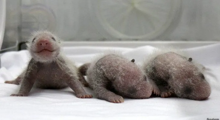 Panda bebé en Zoológico de Washington es macho