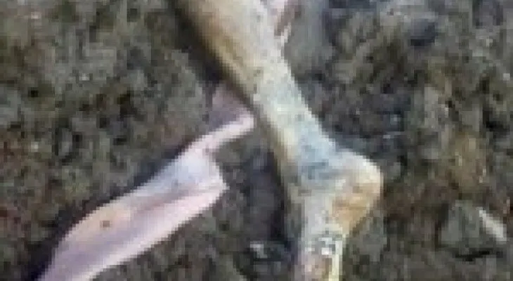 Hallan pierna de una persona en sector de La Vega