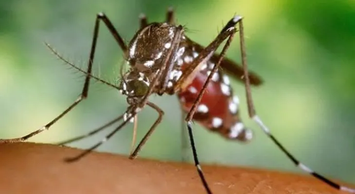  Vacunación masiva en Nigeria para evitar propagación de fiebre amarilla 
