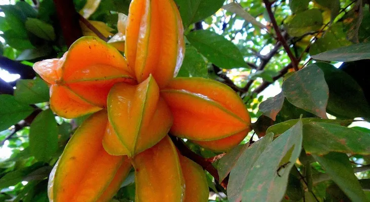 Conoce la fruta que reduce el colesterol, cura la hipertensión y controla la diabetes