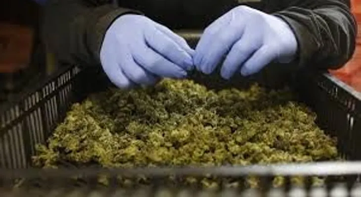 Canadá, el gran laboratorio de la marihuana