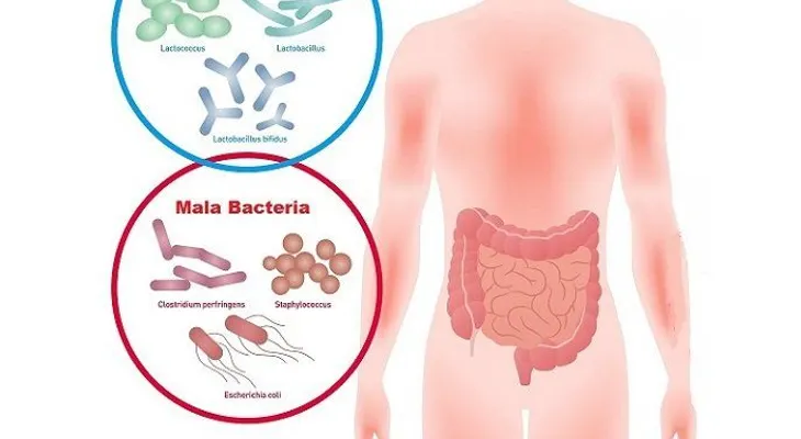 Probióticos para el estrés, la depresión y la ansiedad