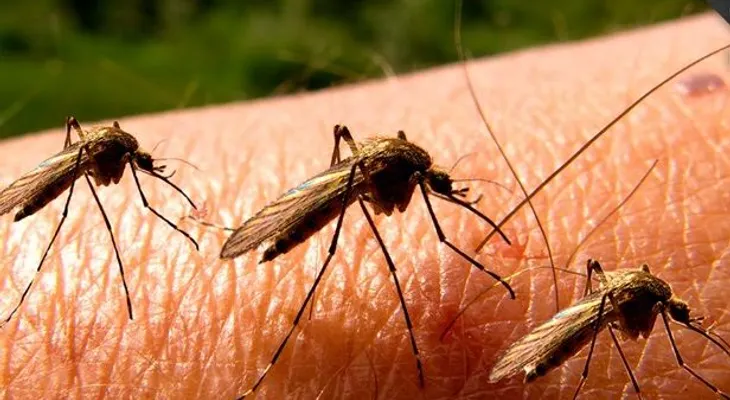 Dominicanos en EEUU toman medidas por enfermedades picaduras insectos