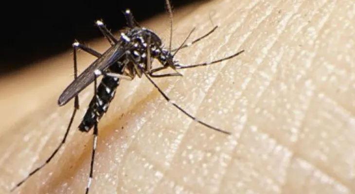 ¡Atención! Estos son algunos síntomas del virus Zika