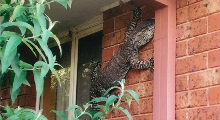 Hallan lagarto gigante en el jardín de una casa