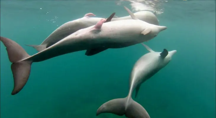 Los delfines hembras tienen clítoris y sienten igual placer que las mujeres