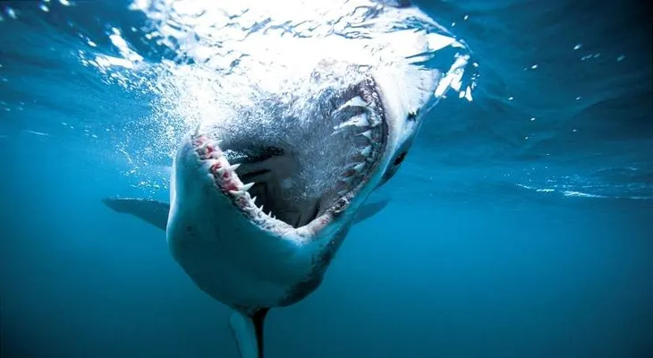 Tiburón ataca a una niña en playa australiana