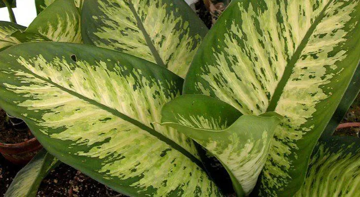 Esta planta de interior puede ser mortal para niños y mascotas ¿Conocías su peligro?