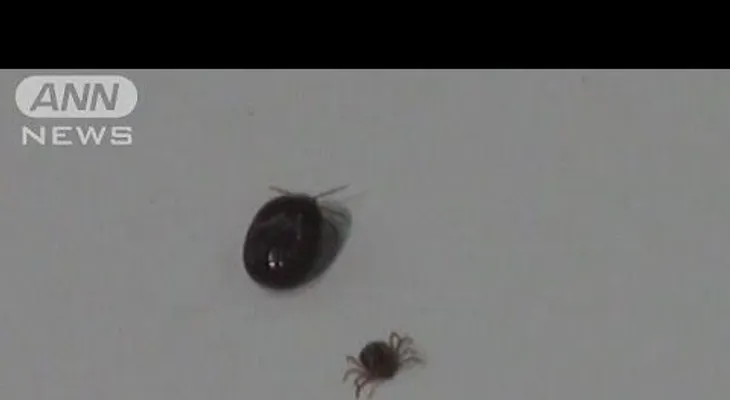 Escapa una peligrosa garrapata que fue llevada como muestra a una conferencia de prensa