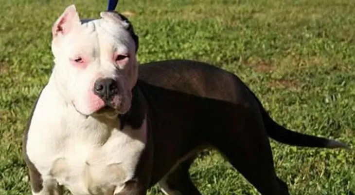 Un hombre mata a su perra Pit Bull, la cocina y se la come