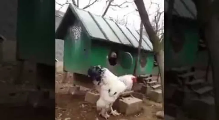 Esperaban un pollito, pero salió una GRAN bestia (VIDEO)