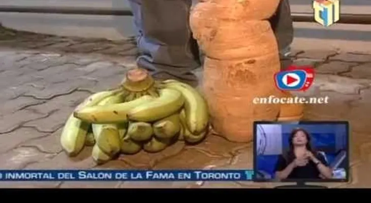  La super yuca de Azua, con 40 libras y cinco pies