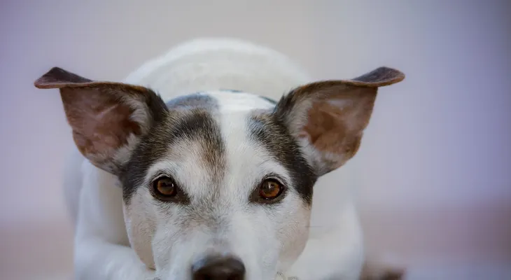 15 síntomas que indican que un perro está enfermo