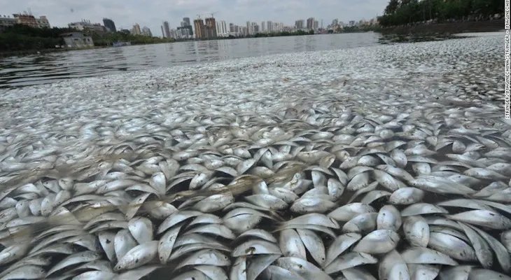 ¿Qué causó la muerte masiva de estos peces en un lago chino?