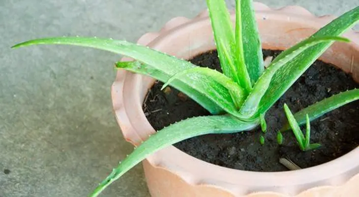 Las plantas de interior que limpian el aire y eliminan toxinas