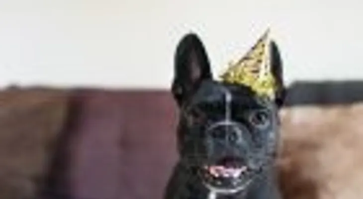 ¡SENTADO! PERROS DE NY PODRÁN COMER EN RESTAURANTES