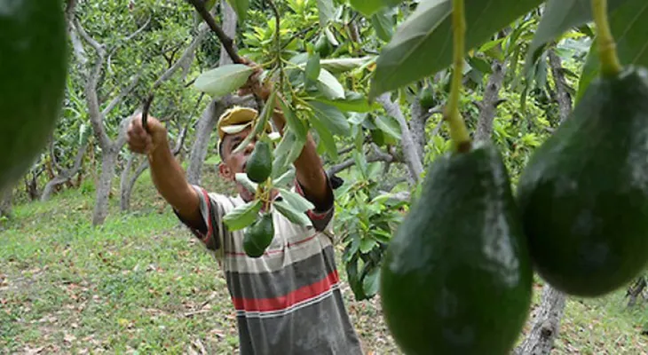 El niño que cultivaba aguacates y le arrebató parte del negocio a "El Chapo" Guzmán