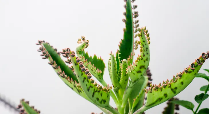 Por algo llaman a esta planta el milagro de la naturaleza