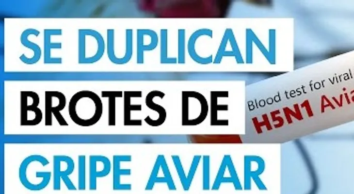 Nuevo brote de gripe aviar en humanos pone en vilo al mundo