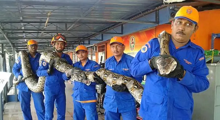 Capturan en Malasia la pitón más grande del mundo