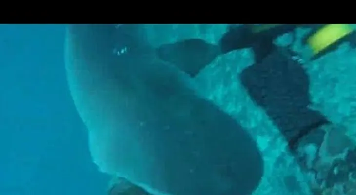 El ataque de un feroz tiburón filmado por una cámara de video