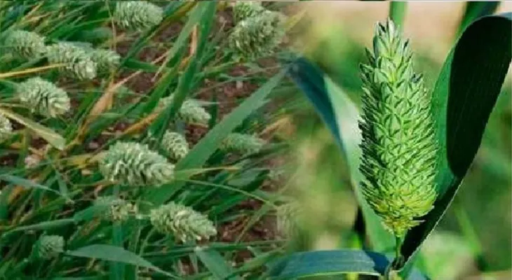 Quita la diabetes, adelgaza rápidamente, elimina la grasa de venas y arterias tapadas, desinflama órganos, cura la hipertensión, la gastritis y más!