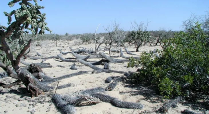 El extraño caso del cactus que se mueve solo y está en peligro de extinción