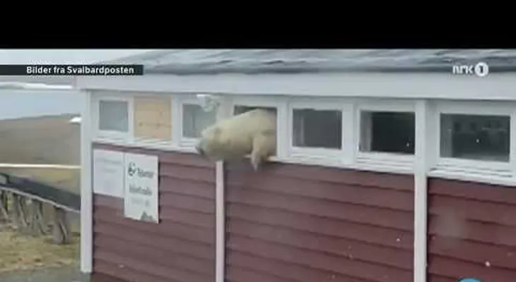 Un oso polar se atasca en la ventana de un almacén luego de comer chocolate