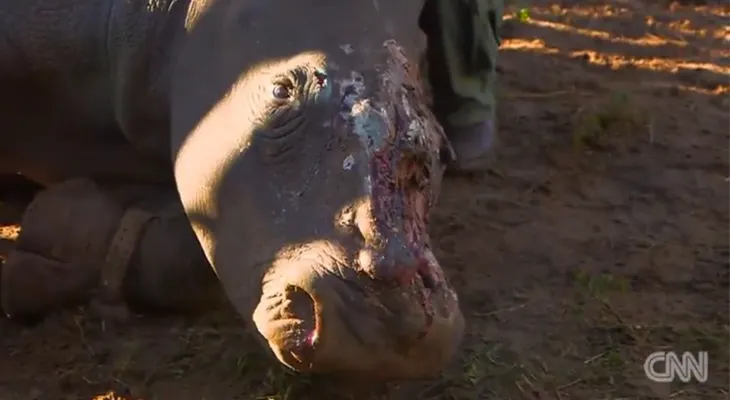 Tratan con piel de elefante, rinoceronte mutilada salvajemente por cazadores 