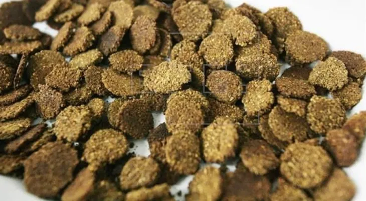 Estudiantes mexicanos elaboran cereal nutritivo con cáscara de sandía