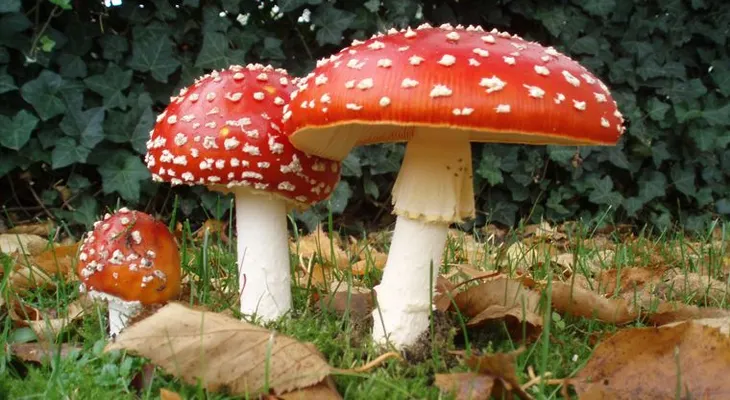 Un químico de los "hongos alucinógenos" podría mitigar la depresión y las adicciones